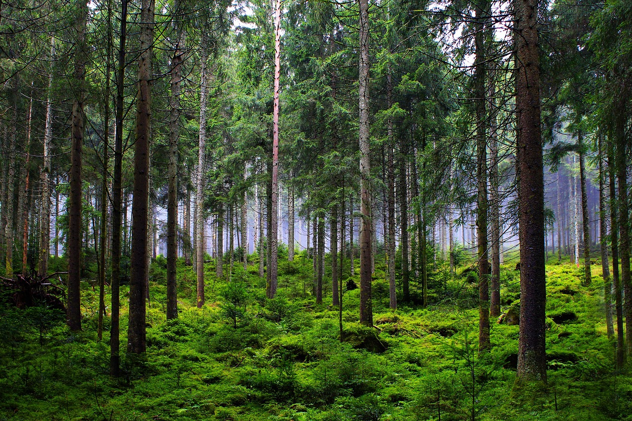 nature forest peaceful calm